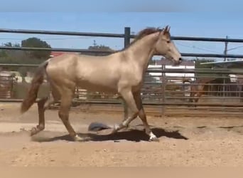 PRE Croisé, Étalon, 5 Ans, 160 cm, Champagne