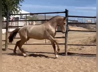 PRE Croisé, Étalon, 5 Ans, 160 cm, Champagne