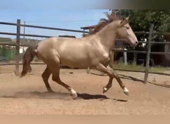 PRE Croisé, Étalon, 5 Ans, 160 cm, Champagne