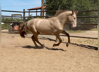 PRE Croisé, Étalon, 5 Ans, 160 cm, Champagne