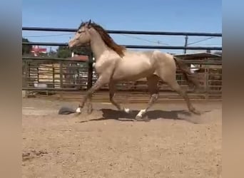 PRE Croisé, Étalon, 5 Ans, 160 cm, Champagne