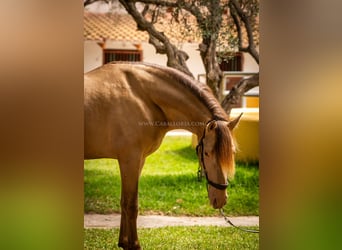 PRE, Étalon, 5 Ans, 160 cm, Champagne