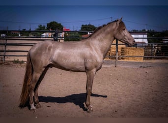 PRE, Étalon, 5 Ans, 160 cm, Champagne