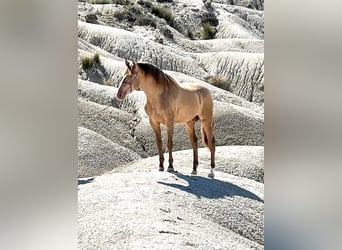 PRE, Étalon, 5 Ans, 160 cm, Champagne