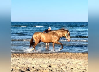 PRE, Étalon, 5 Ans, 160 cm, Champagne