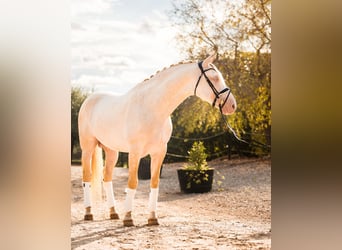 PRE, Étalon, 5 Ans, 160 cm, Cremello