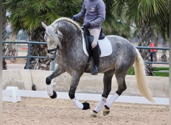 PRE Croisé, Étalon, 5 Ans, 160 cm, Gris