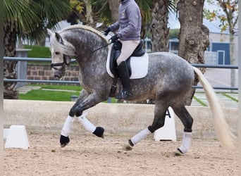 PRE Croisé, Étalon, 5 Ans, 160 cm, Gris