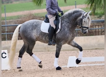 PRE Croisé, Étalon, 5 Ans, 160 cm, Gris