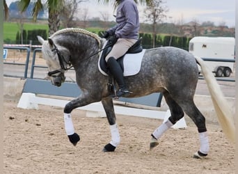 PRE Croisé, Étalon, 5 Ans, 160 cm, Gris