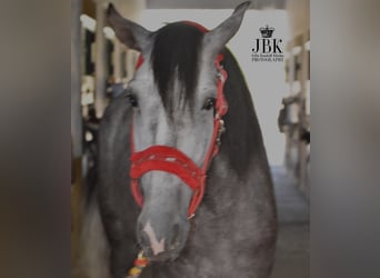 PRE, Étalon, 5 Ans, 160 cm, Gris