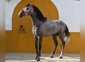PRE, Étalon, 5 Ans, 160 cm, Gris