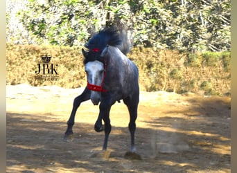 PRE, Étalon, 5 Ans, 160 cm, Gris