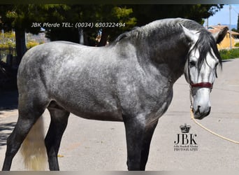 PRE Croisé, Étalon, 5 Ans, 160 cm, Gris
