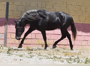 PRE, Étalon, 5 Ans, 160 cm, Gris noir
