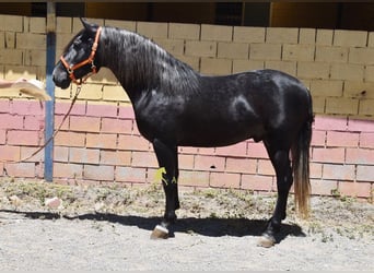 PRE, Étalon, 5 Ans, 160 cm, Gris noir
