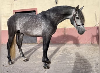 PRE Croisé, Étalon, 5 Ans, 160 cm, Gris pommelé