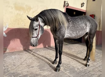 PRE Croisé, Étalon, 5 Ans, 160 cm, Gris pommelé