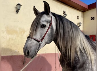 PRE Croisé, Étalon, 5 Ans, 160 cm, Gris pommelé