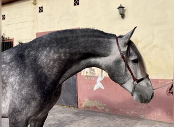 PRE Croisé, Étalon, 5 Ans, 160 cm, Gris pommelé