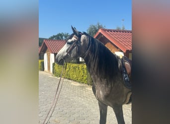 PRE Croisé, Étalon, 5 Ans, 160 cm, Gris pommelé