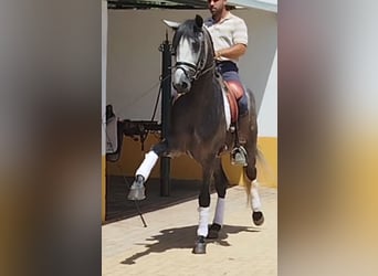 PRE Croisé, Étalon, 5 Ans, 160 cm, Gris pommelé