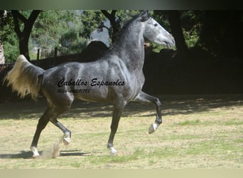 PRE Croisé, Étalon, 5 Ans, 160 cm, Gris pommelé
