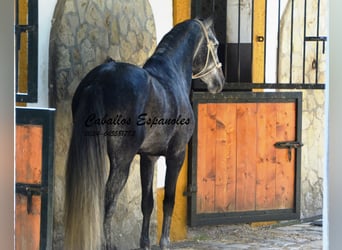 PRE Croisé, Étalon, 5 Ans, 160 cm, Gris pommelé