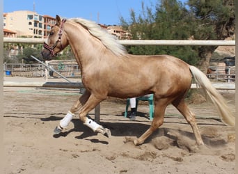 PRE Croisé, Étalon, 5 Ans, 160 cm, Palomino