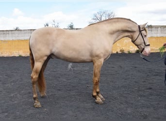 PRE, Étalon, 5 Ans, 160 cm, Perle