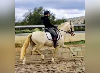 PRE, Étalon, 5 Ans, 160 cm, Perlino