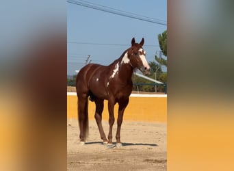PRE Croisé, Étalon, 5 Ans, 161 cm, Alezan