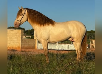 PRE Croisé, Étalon, 5 Ans, 161 cm, Champagne