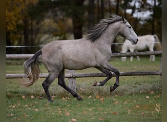 PRE Croisé, Étalon, 5 Ans, 161 cm, Gris
