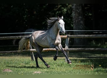 PRE Croisé, Étalon, 5 Ans, 161 cm, Gris