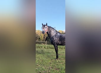 PRE Croisé, Étalon, 5 Ans, 161 cm, Gris pommelé