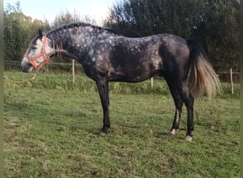 PRE Croisé, Étalon, 5 Ans, 161 cm, Gris pommelé