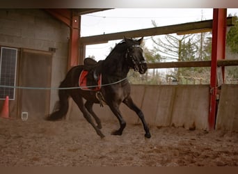 PRE, Étalon, 5 Ans, 161 cm, Noir