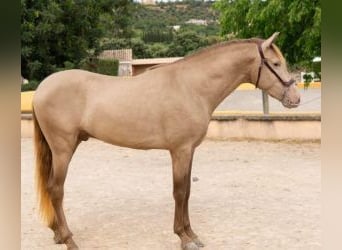 PRE Croisé, Étalon, 5 Ans, 161 cm, Overo-toutes couleurs