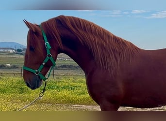 PRE Croisé, Étalon, 5 Ans, 162 cm, Alezan