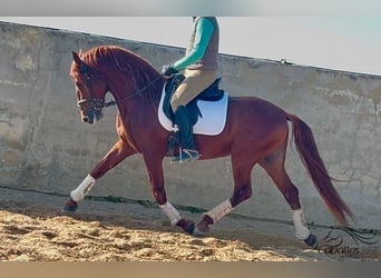 PRE Croisé, Étalon, 5 Ans, 162 cm, Alezan