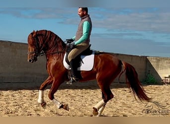 PRE Croisé, Étalon, 5 Ans, 162 cm, Alezan