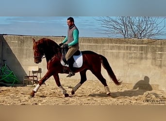 PRE Croisé, Étalon, 5 Ans, 162 cm, Alezan