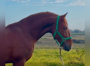 PRE Croisé, Étalon, 5 Ans, 162 cm, Alezan