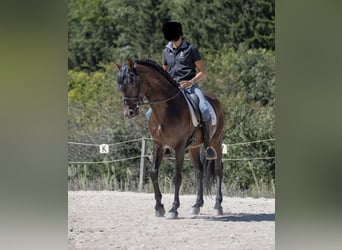 PRE, Étalon, 5 Ans, 162 cm, Bai brun foncé