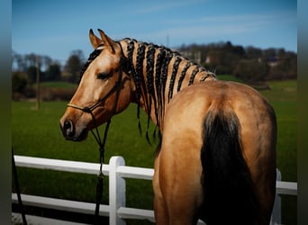 PRE, Étalon, 5 Ans, 162 cm, Buckskin