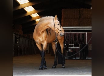 PRE Croisé, Étalon, 5 Ans, 162 cm, Buckskin