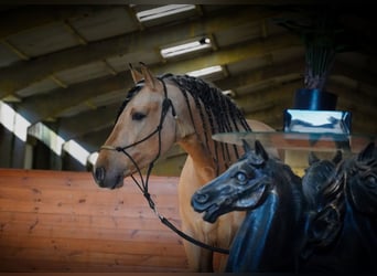 PRE, Étalon, 5 Ans, 162 cm, Buckskin