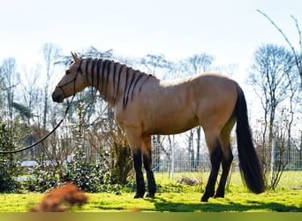 PRE Croisé, Étalon, 5 Ans, 162 cm, Buckskin