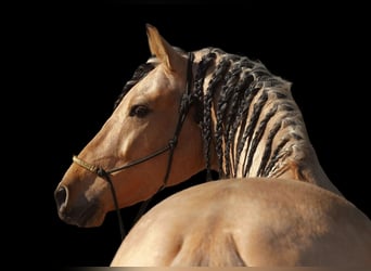 PRE Croisé, Étalon, 5 Ans, 162 cm, Buckskin